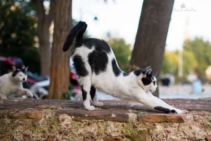 土耳其伊斯坦布尔流浪猫国王般的存在 还能进清真寺一起礼拜