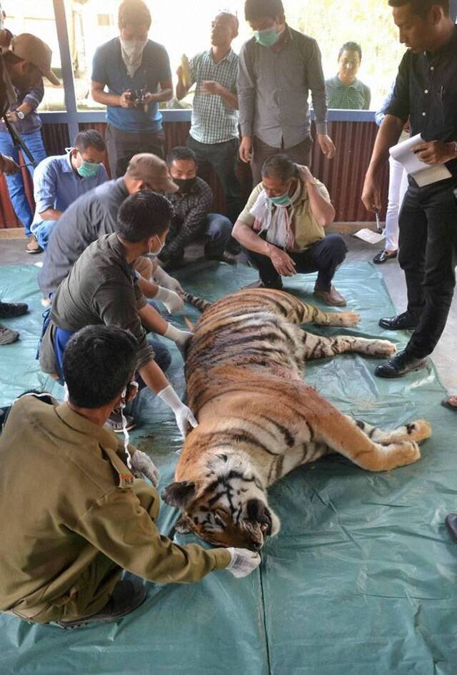 印度一只濒临绝种的孟加拉虎闯进那加兰邦村庄被射杀身亡