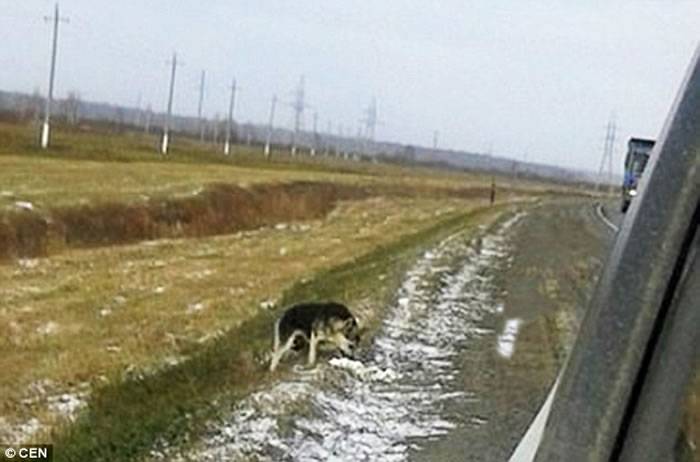 俄罗斯西伯利亚“忠犬八公”不信主人车祸离世寒冷公路苦等1年