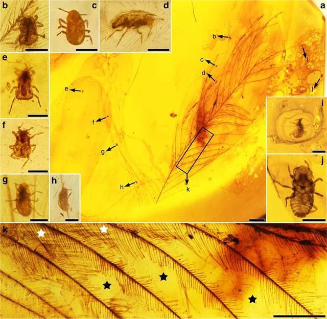 白垩纪中期琥珀中取食恐龙羽毛的新昆虫——恩氏中生食毛虫（Mesophthirus engeli）