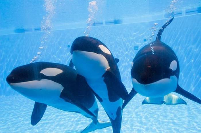 CNN纪录片《黑鱼》(Blackfish)揭发2010年虎鲸Tilikum攻击驯鲸师致死事件真相