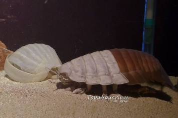 日本三重县鸟羽市水族馆雄性大王具足虫出现蜕皮现象 完全脱皮后将成世界首例