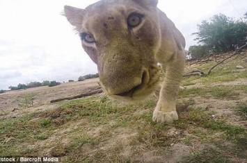 南非克鲁格国家公园管理员用GoPro拍摄狮子却差点被误当食物吞进肚中