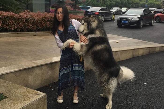 浙江一只阿拉斯加雪橇犬路上拦住美女要撒娇抱抱