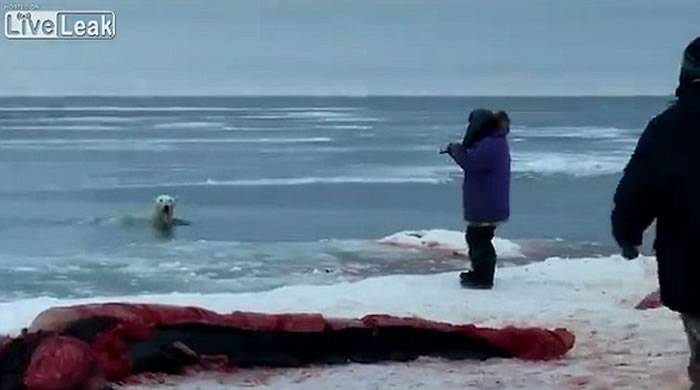 美国阿拉斯加北极熊游过来要分享鲸鱼尸体 猎人无情射杀惹争议