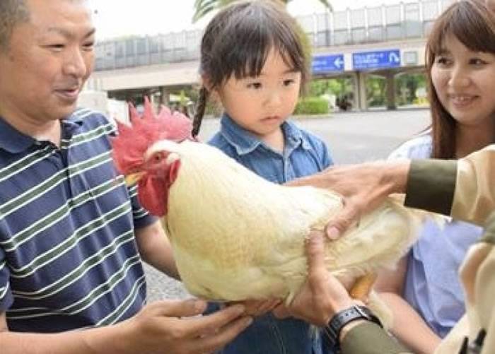 日本奇迹之鸡“正弘”三度神奇逃过被吃命运