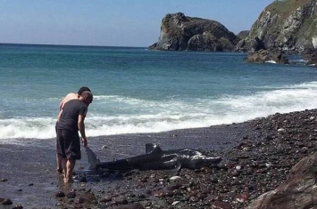 英国男子看到“海豚”搁浅出手相救才发现是鲨鱼