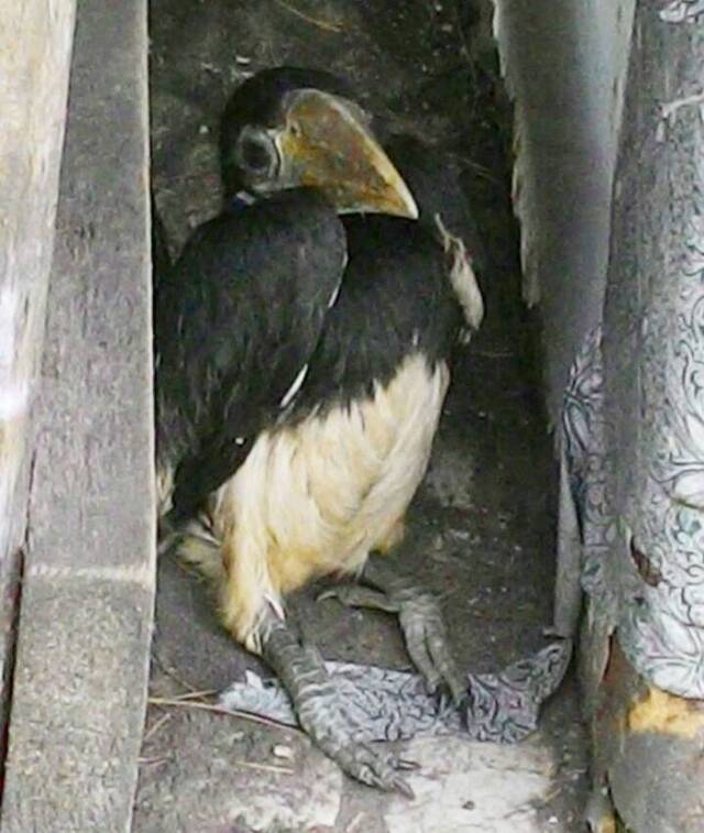 马来西亚犀鸟觅食喂饲照顾生病同伴