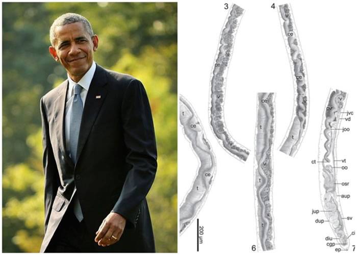 乌龟血中发现的新寄生虫以奥巴马命名 美国科学家坚称是荣誉