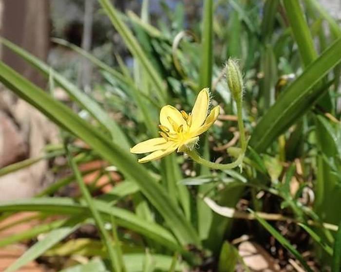 南非洞穴发现的烧剩骨头和植物根茎证实17万年前古人类已懂得均衡饮食