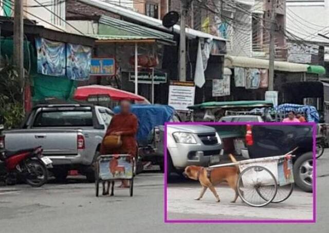 泰国老僧人疑迫狗狗拉车化缘