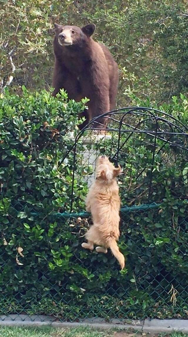 美国加州两只小宠物犬赶走大灰熊