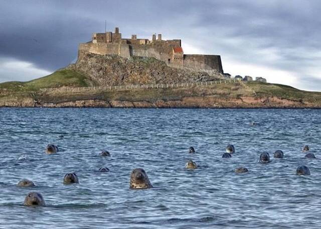 英国摄影师在诺森伯兰郡海边拍摄到20只海狮在海中探头 网民斥造假