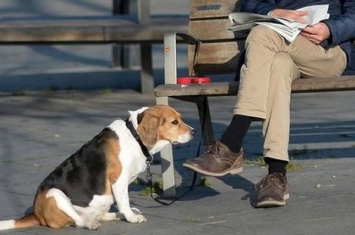 西班牙小镇打造狗的DNA资料库 方便逮到让爱犬在街道乱大便的饲主