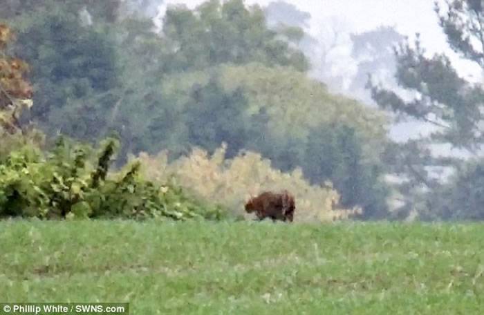 英国野外拍到疑似野生美洲豹？主人澄清只是尾巴极长的孟加拉猫