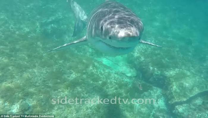 澳洲西澳省男子潜水拍摄海洋生物纪录片 误闯大白鲨地盘