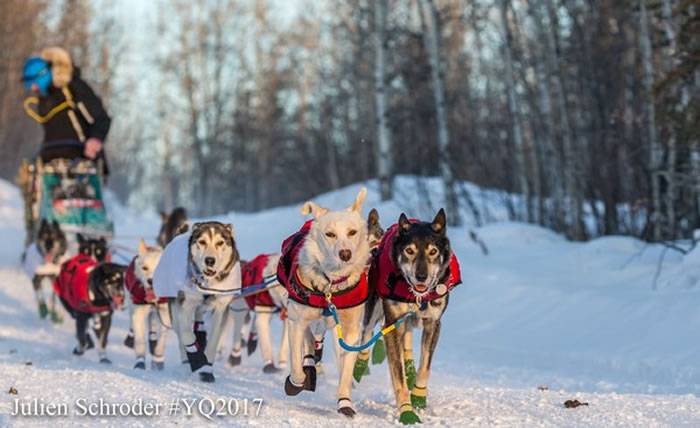 2017国际雪橇犬大赛(Yukon Quest)在加拿大育空省白马市展开