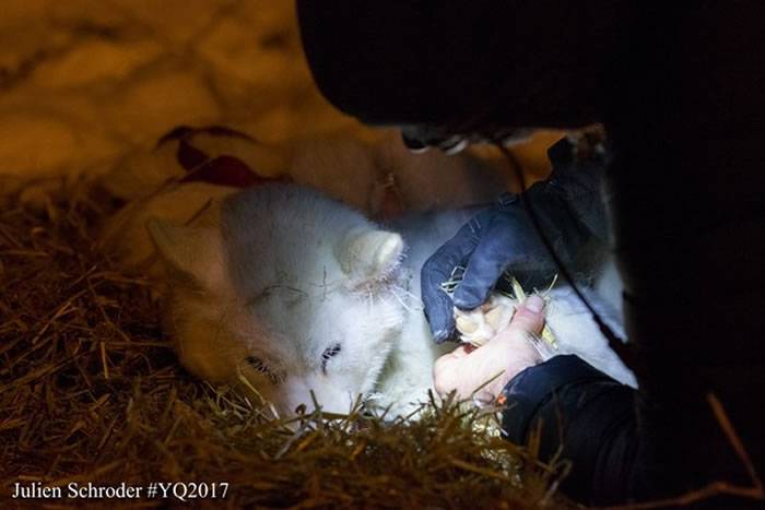 2017国际雪橇犬大赛(Yukon Quest)在加拿大育空省白马市展开