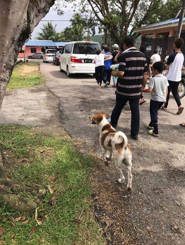 马来西亚忠犬狂追主人送葬车队