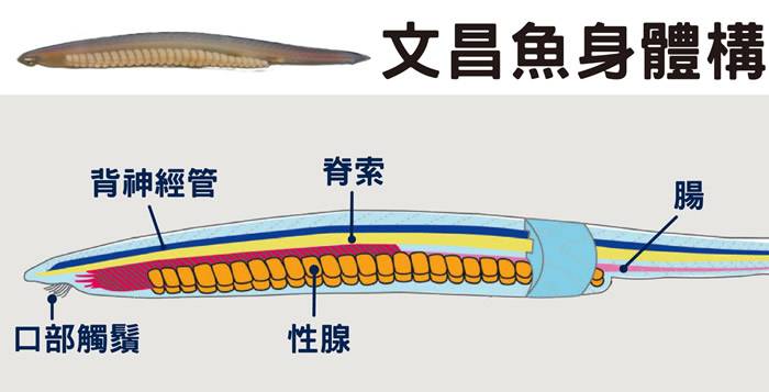 人类祖先嘴巴曾经消失又出现？揭开脊索动物腹背翻转之谜