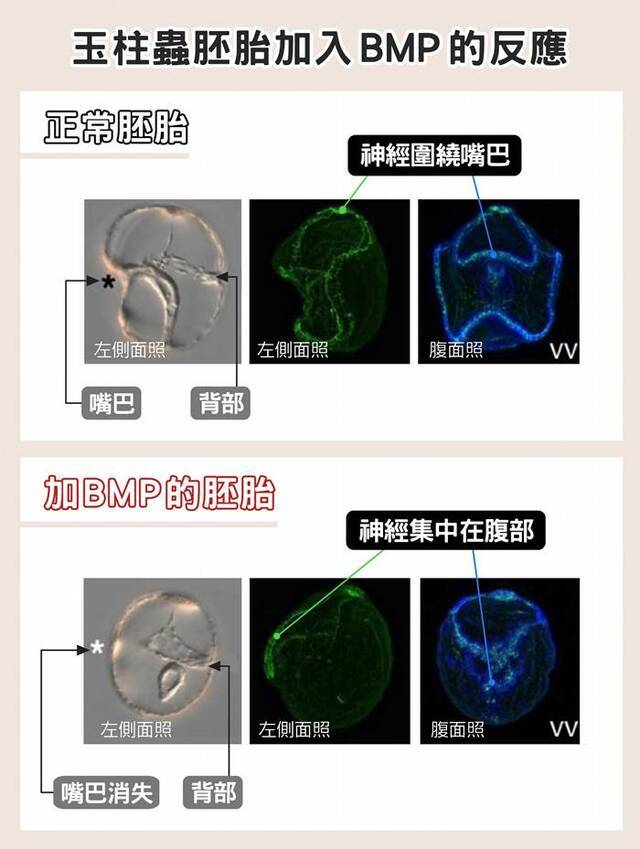 人类祖先嘴巴曾经消失又出现？揭开脊索动物腹背翻转之谜