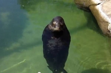 美国夏威夷威基基水族馆僧海豹不停地浮在水面上旋转的影片在网络疯传