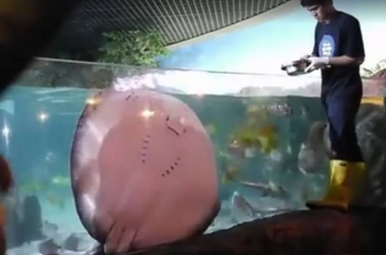 水族馆魟鱼（魔鬼鱼）黏在玻璃上讨食