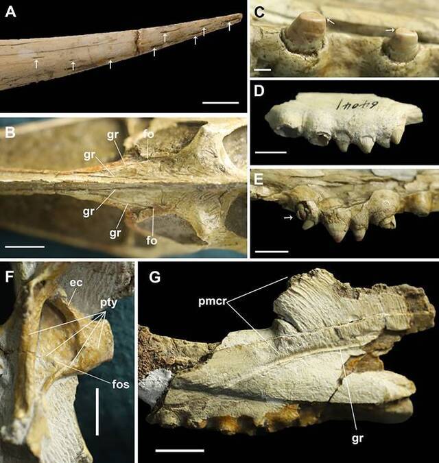 中国第一具翼龙化石骨架——魏氏准噶尔翼龙头骨腭区研究新进展