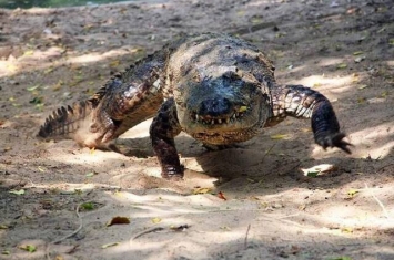 研究发现7种鳄鱼有“飞毛腿”特质 能高速逃离危机