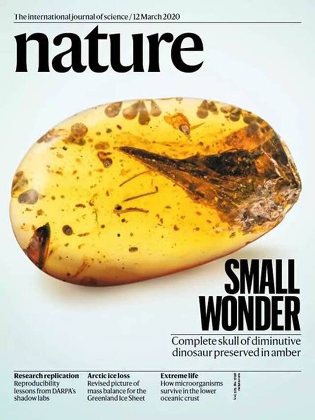 缅甸白垩纪蜂鸟大小的恐龙登Nature封面24小时便遭质疑！“最小恐龙”成最大乌龙？