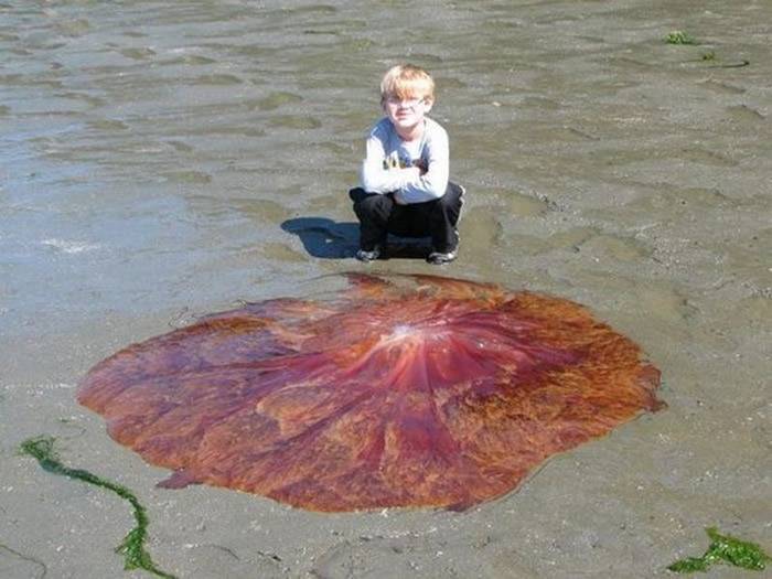 狮鬃水母：奇怪红色圆形生物躺美国沙滩 男孩兴奋想摸幸好被阻止