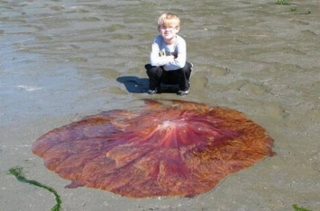 狮鬃水母：奇怪红色圆形生物躺美国沙滩 男孩兴奋想摸幸好被阻止