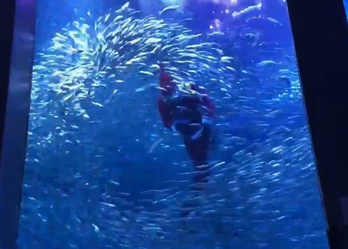 日本神奈川水族馆展开圣诞老人与5万条沙甸鱼及魟鱼共游活动