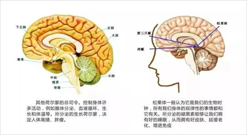 荷尔蒙失调的原因是什么