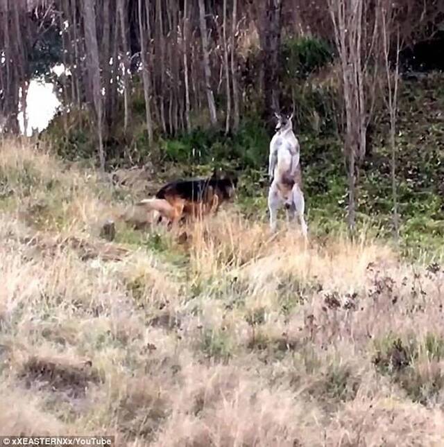 澳洲一只德国牧羊犬大战袋鼠