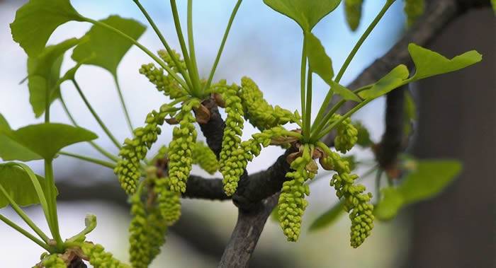 扬州大学研究发现银杏的植物组织能在几百年甚至几千年内不停生长