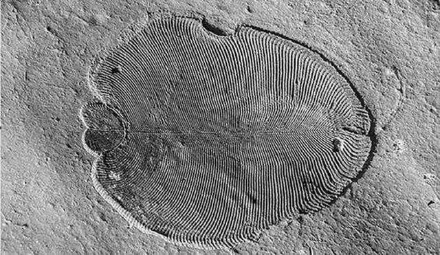 过去十年最重要的科学发现之：改写古生物教科书