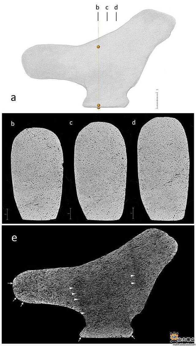 河南灵井遗址发现已知最古老的中国雕塑艺术品——13500年历史的灵井鸟雕