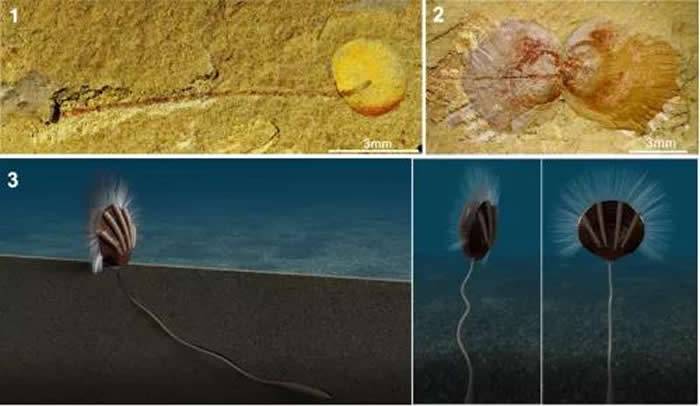 研究发现5.2亿年前寒武纪舌形贝型腕足动物被一种生物寄生