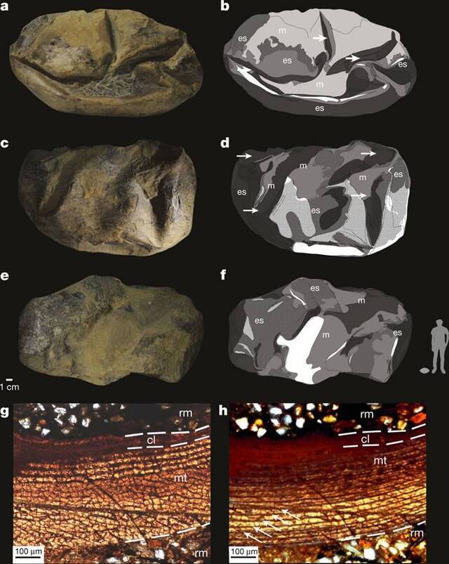 英国《自然》杂志：新研究认为最初的恐龙所产的蛋可能是软壳蛋