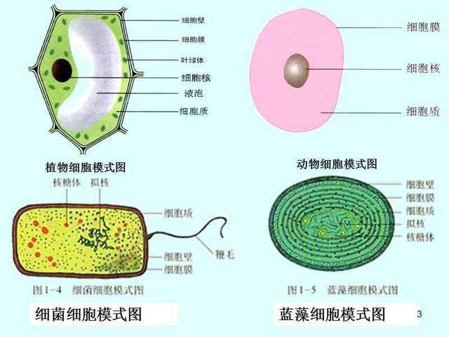 最大细菌华丽念珠菌图片