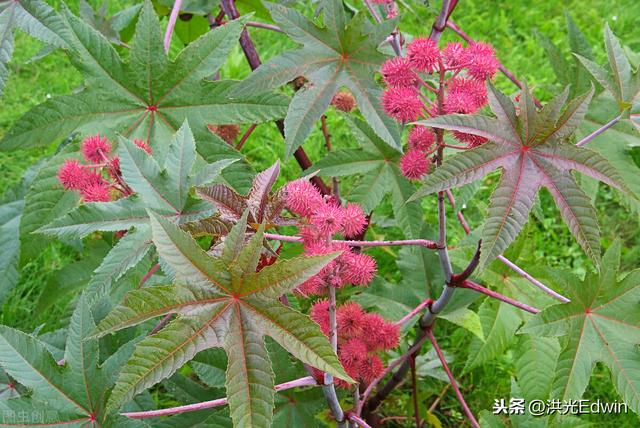 世界上最可怕的植物是什么植物