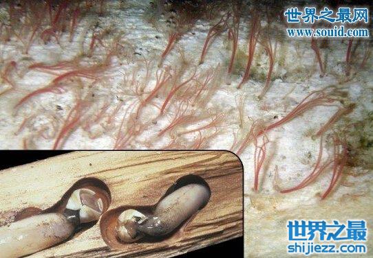 一亿年前的史前恐怖生物，食骨蠕虫(无嘴无骨)