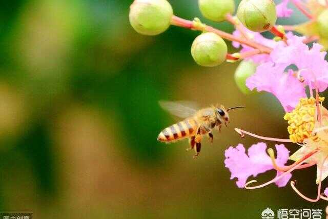 蜜蜂工蜂一般活多久(怎么看工蜂的蜂龄)