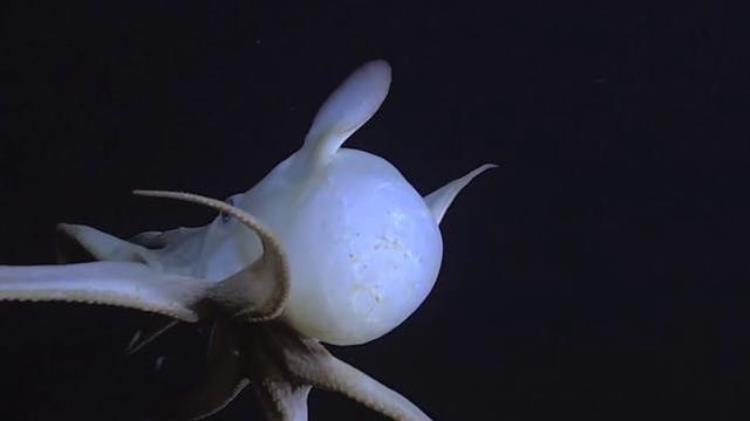 火山底下有没有生物,生活在火山下面的生物