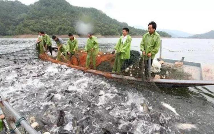 泰宁大金湖鱼,3万斤活鱼突然大量死亡