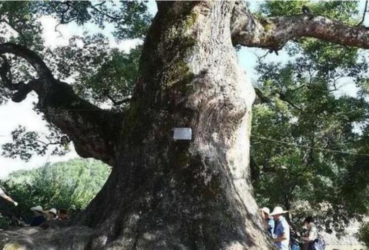 千年古树里藏着一尊佛头,中国千年树洞里的佛像