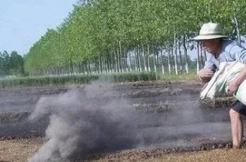 草木灰种菜有什么好处(刚割的韭菜可以放草木灰怎么放)