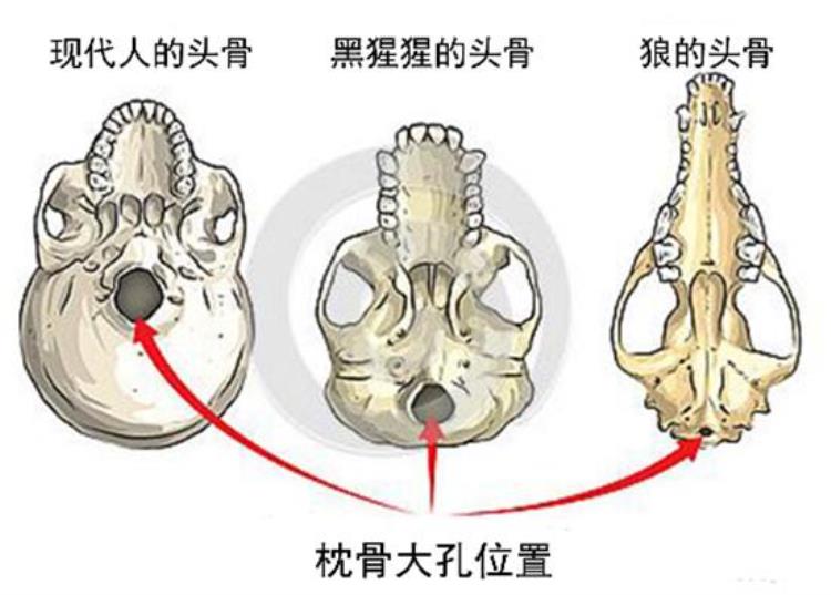 埃塞俄比亚人类化石,埃塞俄比亚的考古