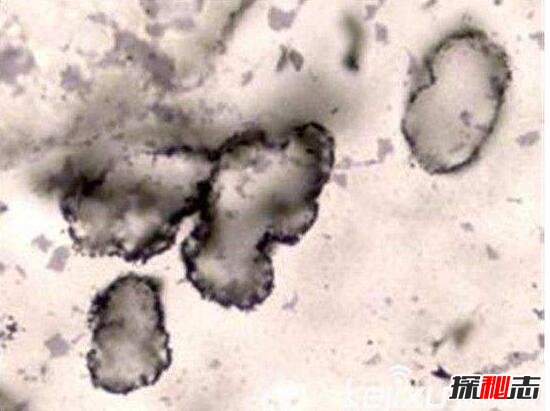 自然界第三种生物太古生物，极端环境依旧正常生存